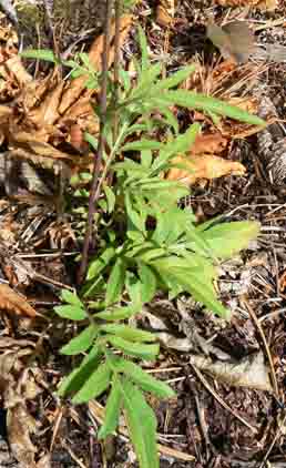 Serratula tinctoria / Cerretta comune